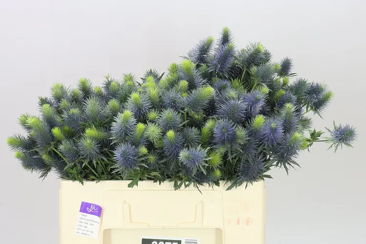 Eryngium Supernova 50 cm