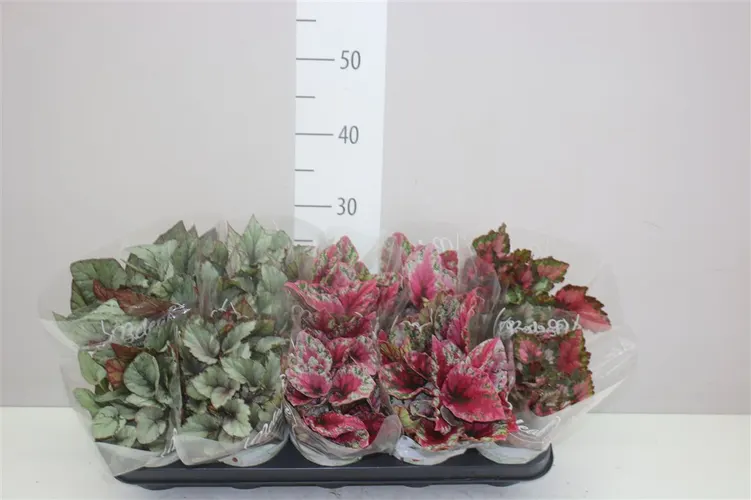 Begonia Blad Beleaf Gemengd črepník 12 cm