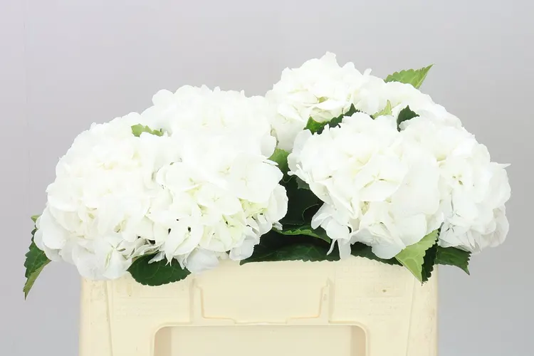 Hyd Schneeball 50 cm