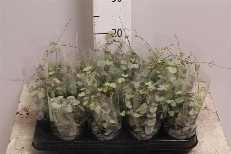 Ceropegia Woodi črepník 8,5 cm