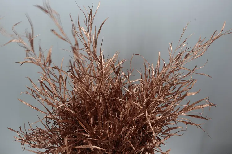 Grevilea Copper 80 cm