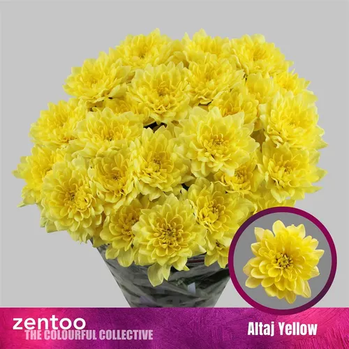 Chr T Altaj Yellow 70 cm