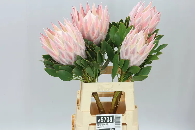 Protea Cynaroides King Grande 60 cm