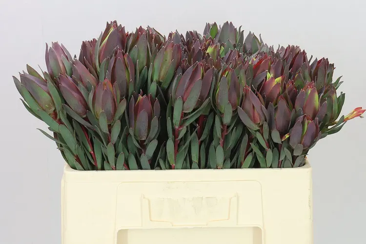 Leucadendron Sixteen Candles 50 cm