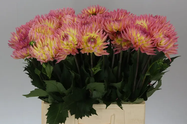 Dahlia Karma Sangria 60 cm