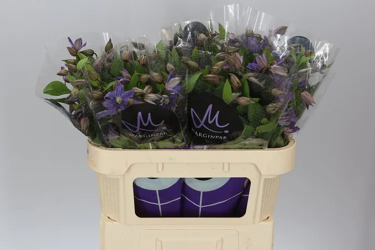 Clematis Amazing Geneva 70 cm
