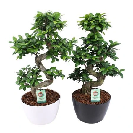 Fikus Ginseng S Type v keramike Zwartwit Met Bark črepník 28 cm