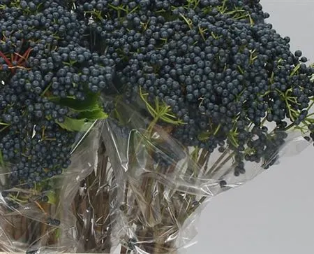 Viburnum De Inge 80 cm