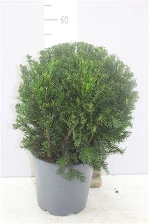 Taxus Me Groenland Bolvormig črepník 24 cm