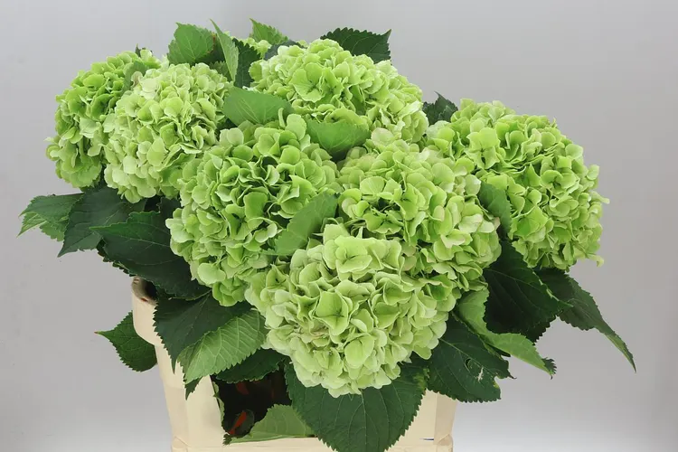 Hyd Verena Green Classic 80 cm