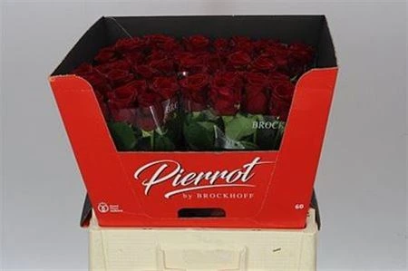 Ruža Red Naomi Brock 60 cm
