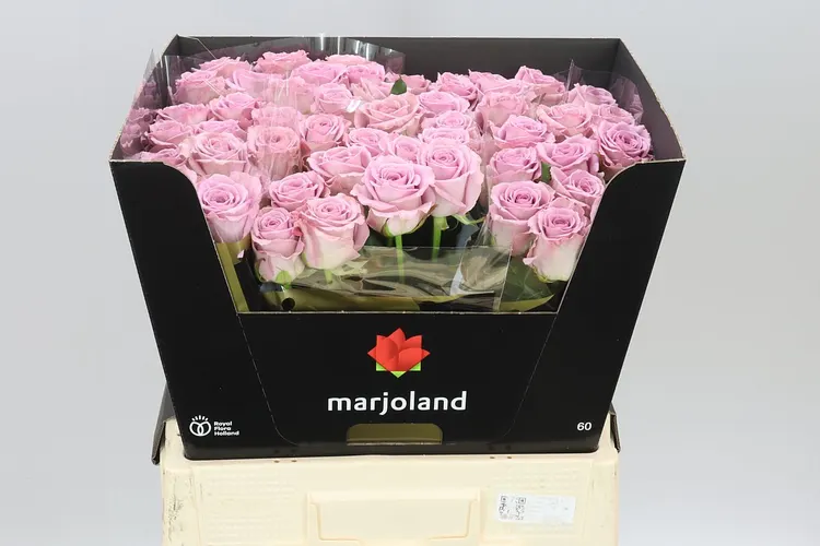 Rosa Gr Nayeli! 60 cm