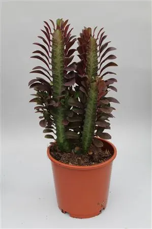 Euphorbia Trigona Rubra črepník 12 cm