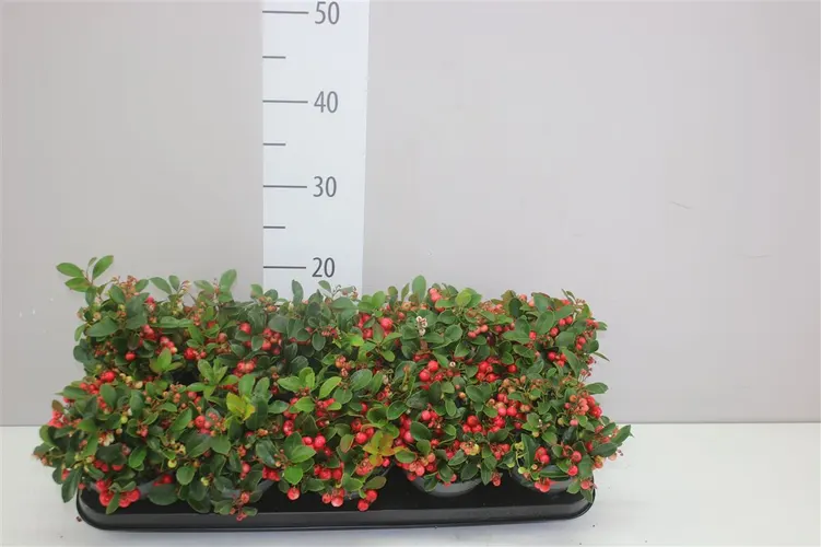 Gaultheria Pro Big Berry črepník 12 cm
