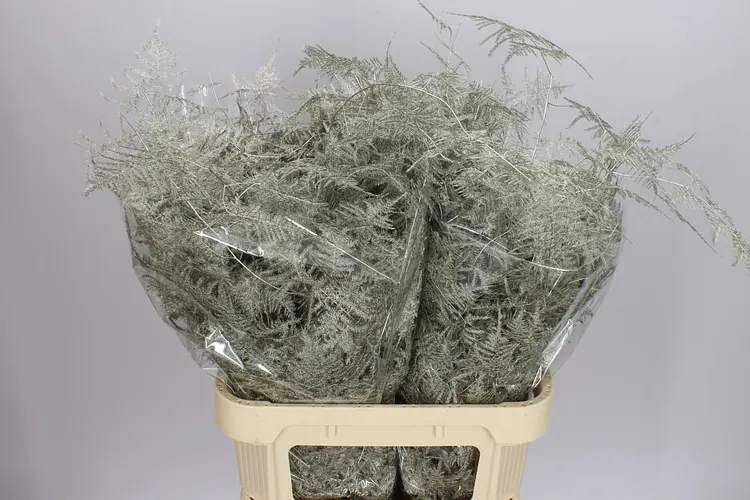 Asparagus Lang Getopt Platina 85 cm