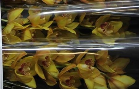 Orchidea Cymbidium Yr Esther, celá stonka 80 cm