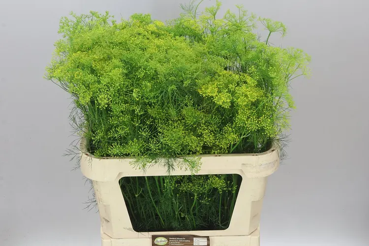 Anethum Graveolens 80 cm