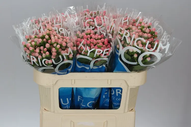 Hyperikum Coco Casino 70 cm