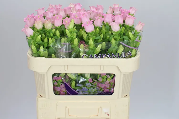 Campanula M Champ Pink 70 cm