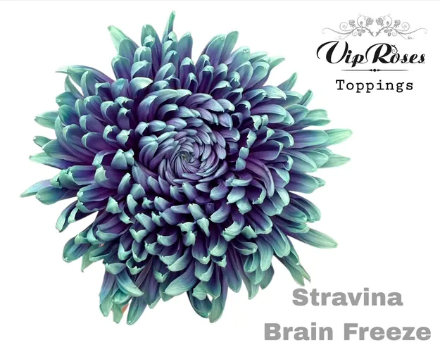 Chryzantéma veľkokvetá Stravina Brain Freeze 65 cm