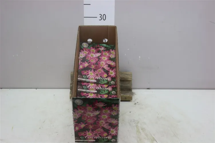 Bol Anemonen Blanda Pink Star X10