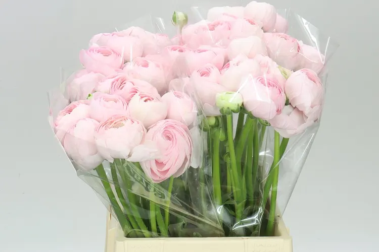 Iskerník . Kloon Hanoi Pink 40 cm