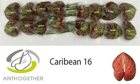 Anth Caribean