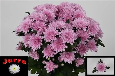 Chr T Veronica 70 cm