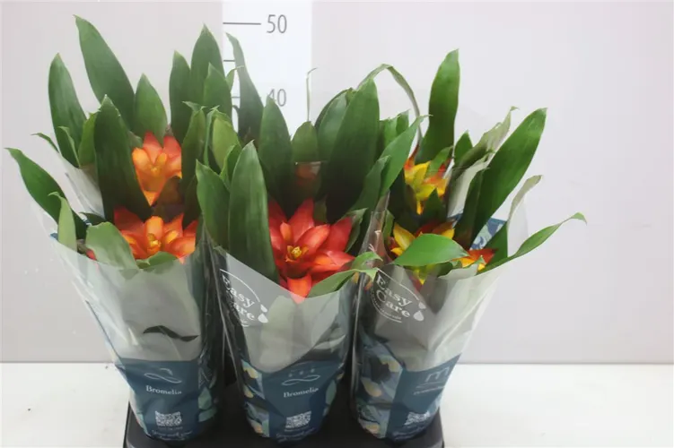 Guzmania Squarrosa mix črepník 12 cm