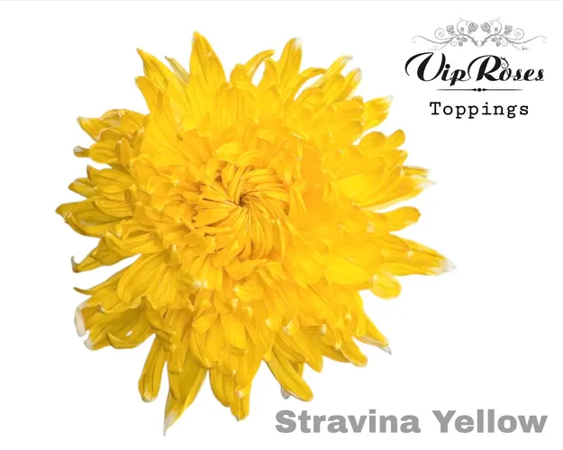 Chr G Stravina Yellow 65 cm