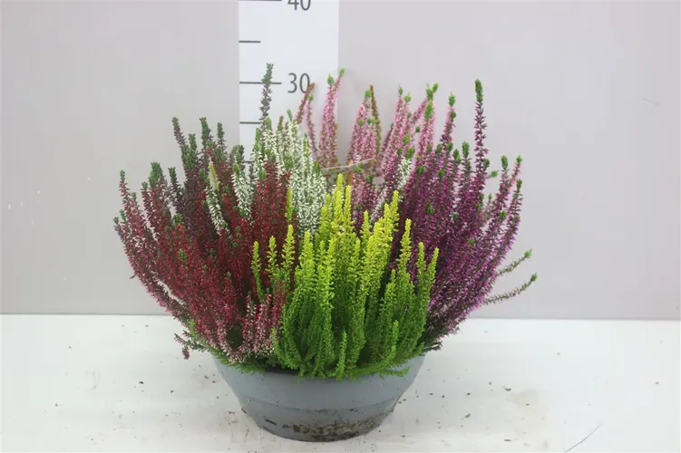 Vres Beauty Ladies v miske Mosaica X črepník 27 cm