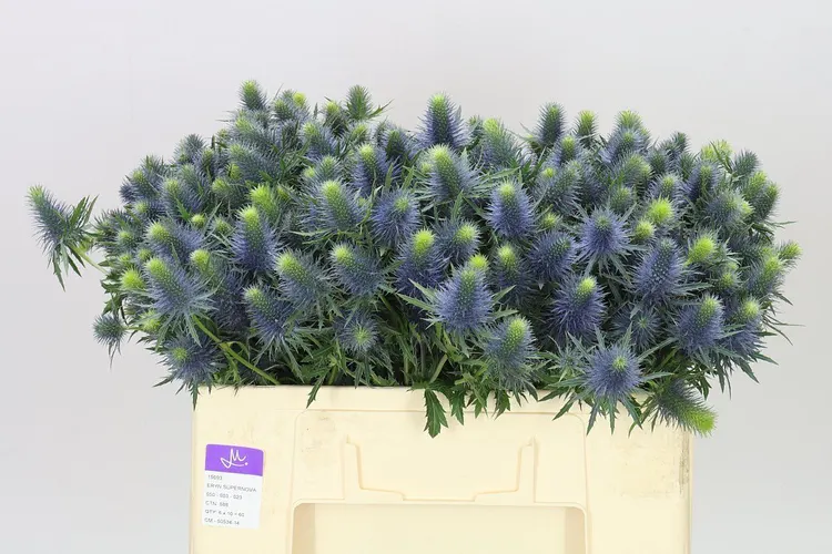 Eryngium Supernova 50 cm