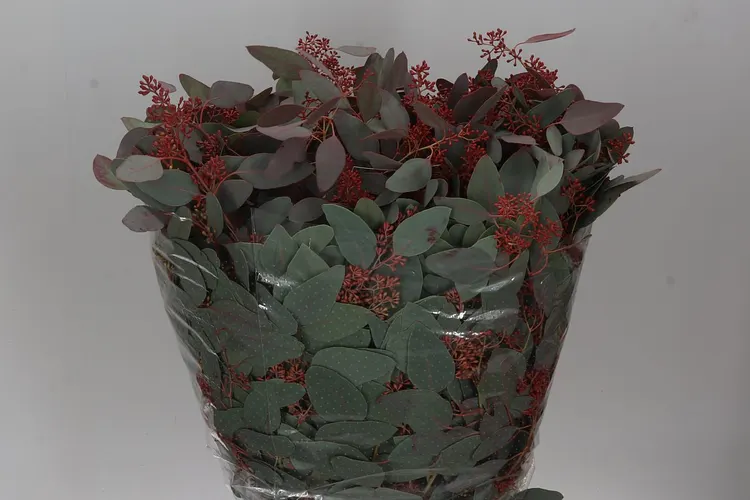 Populus Berries Abs Red 65 cm