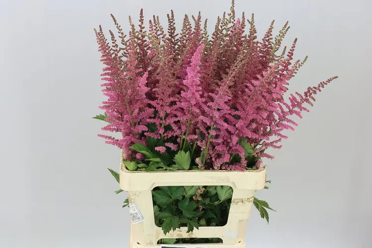 Astilbe Ruby Glow 70 cm