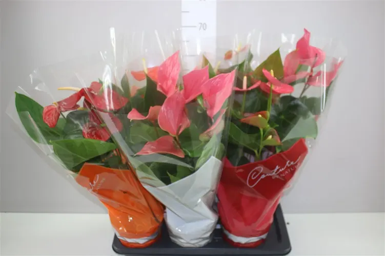 Antúrium mix črepník 17 cm