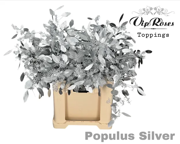 Eukalyptus Populus Bes Silver 65 cm