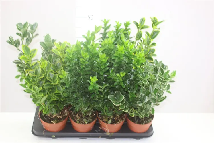 Euonymus Jap Gemengd črepník 13 cm