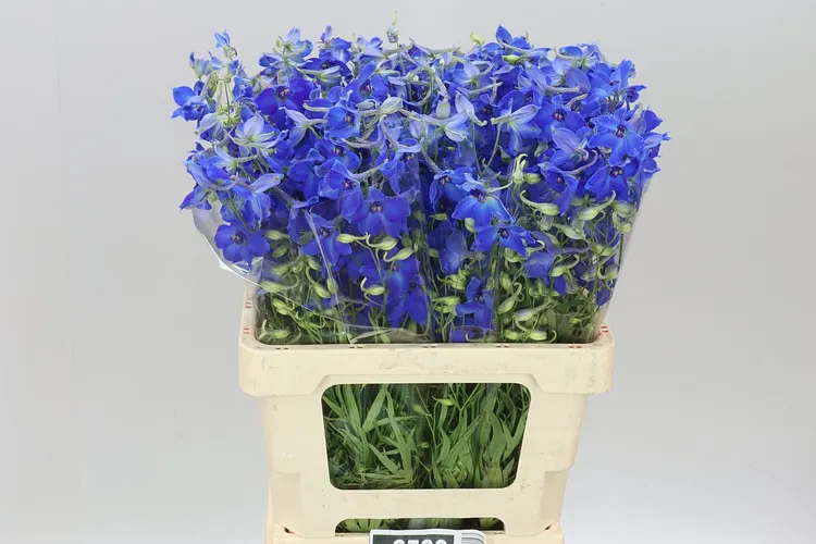 Delph En Volkerfrieden 60 cm