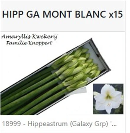 Amarylis Mont Blanc 75 cm