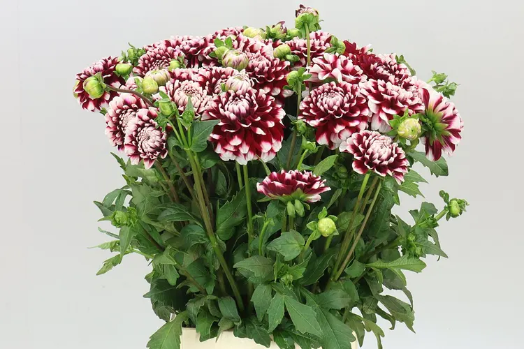 Dahlia Checkers 50 cm