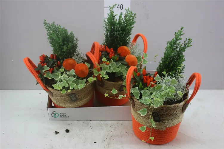 Arr Tuinplanten In Touwmand Met Oren črepník 21 cm