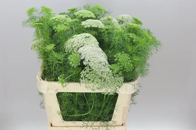 Ammi Vi Casablanca 80 cm