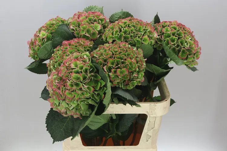 Hyd Opal Classic 80 cm