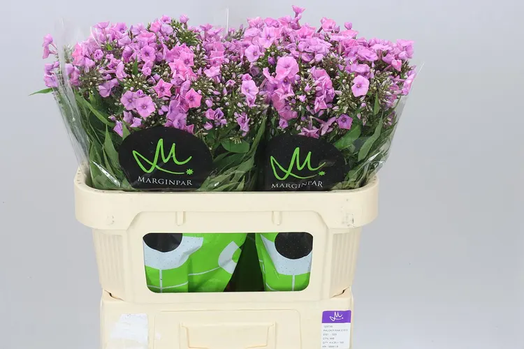 Flox Pink Eyes 70 cm