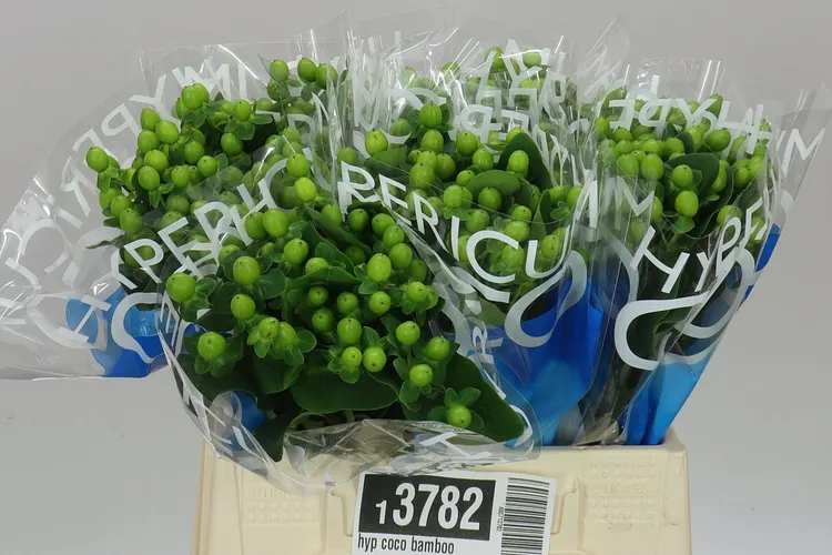 Hyperikum Coco Bamboo 40 cm