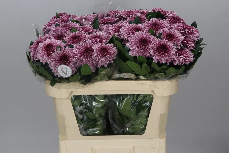 Chr G Pip 70 cm