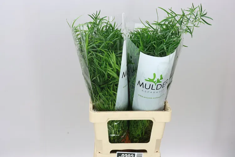 Asparagus Falcatus 60 cm