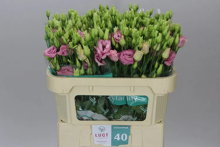 Eust Du Alissa L Pink X50 72 cm
