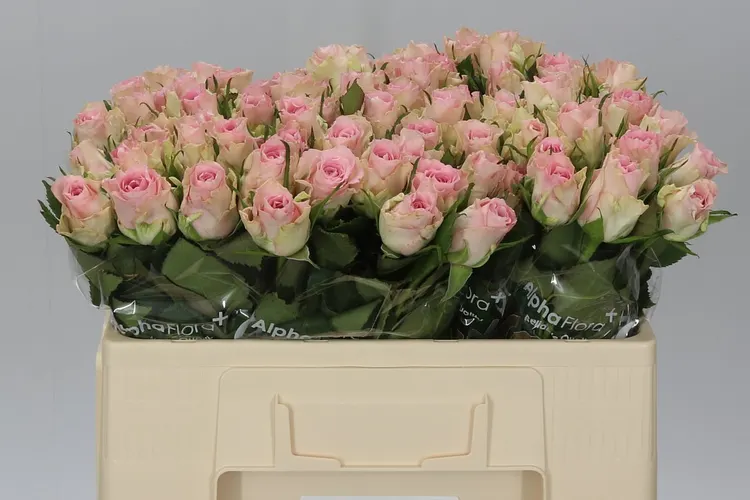 Ruža Bisou 50 cm