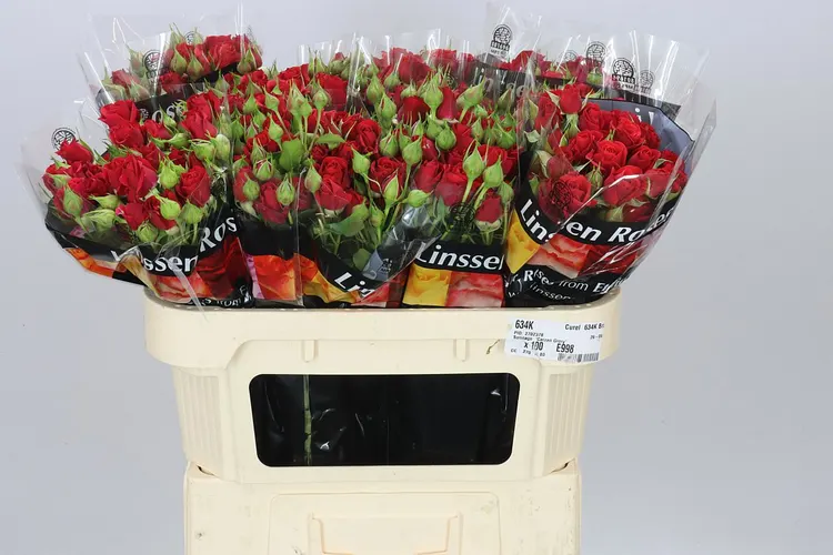 Rosa Tr Mirabel X5 70 cm
